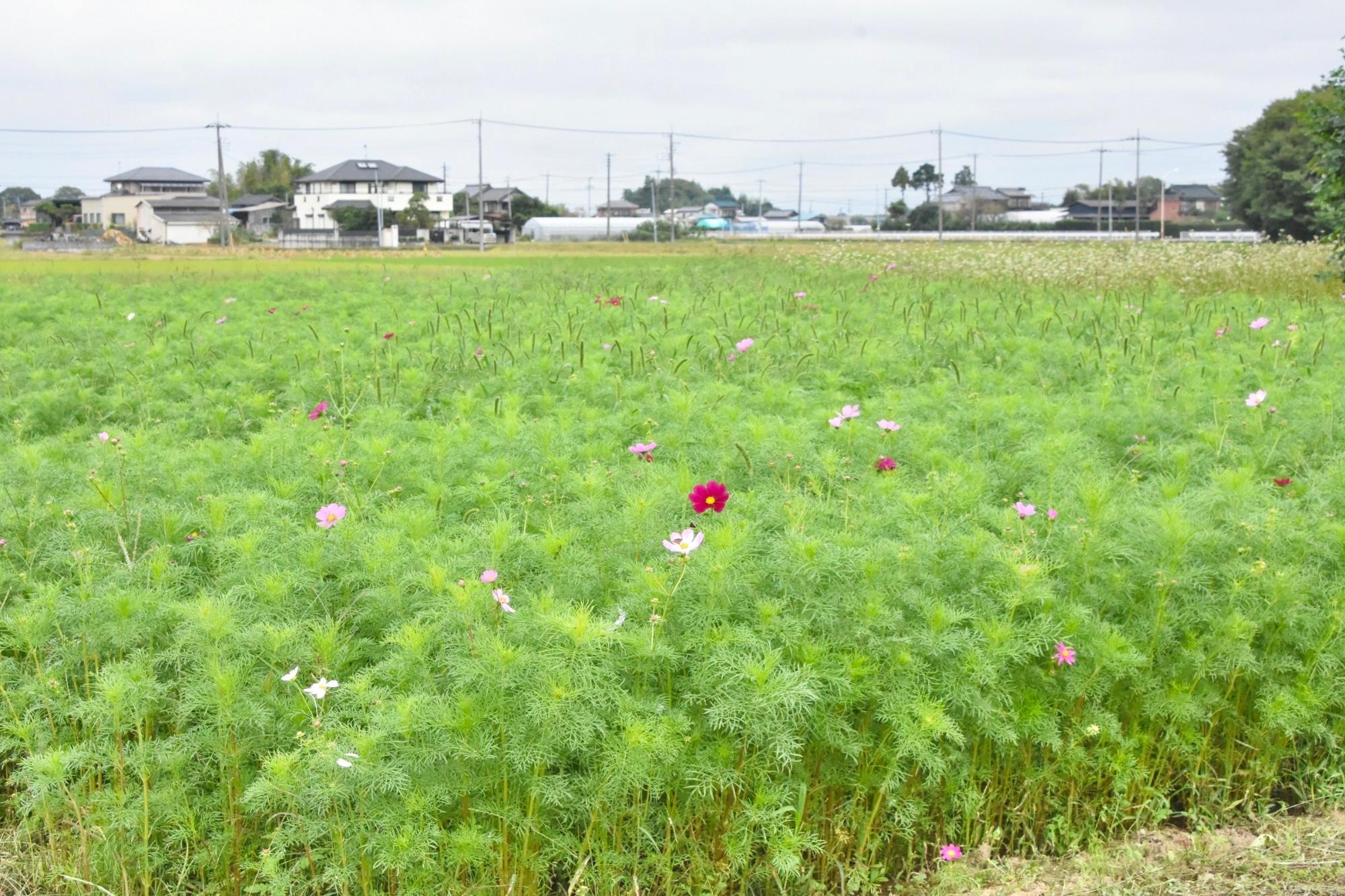 見ごろまではもう少し