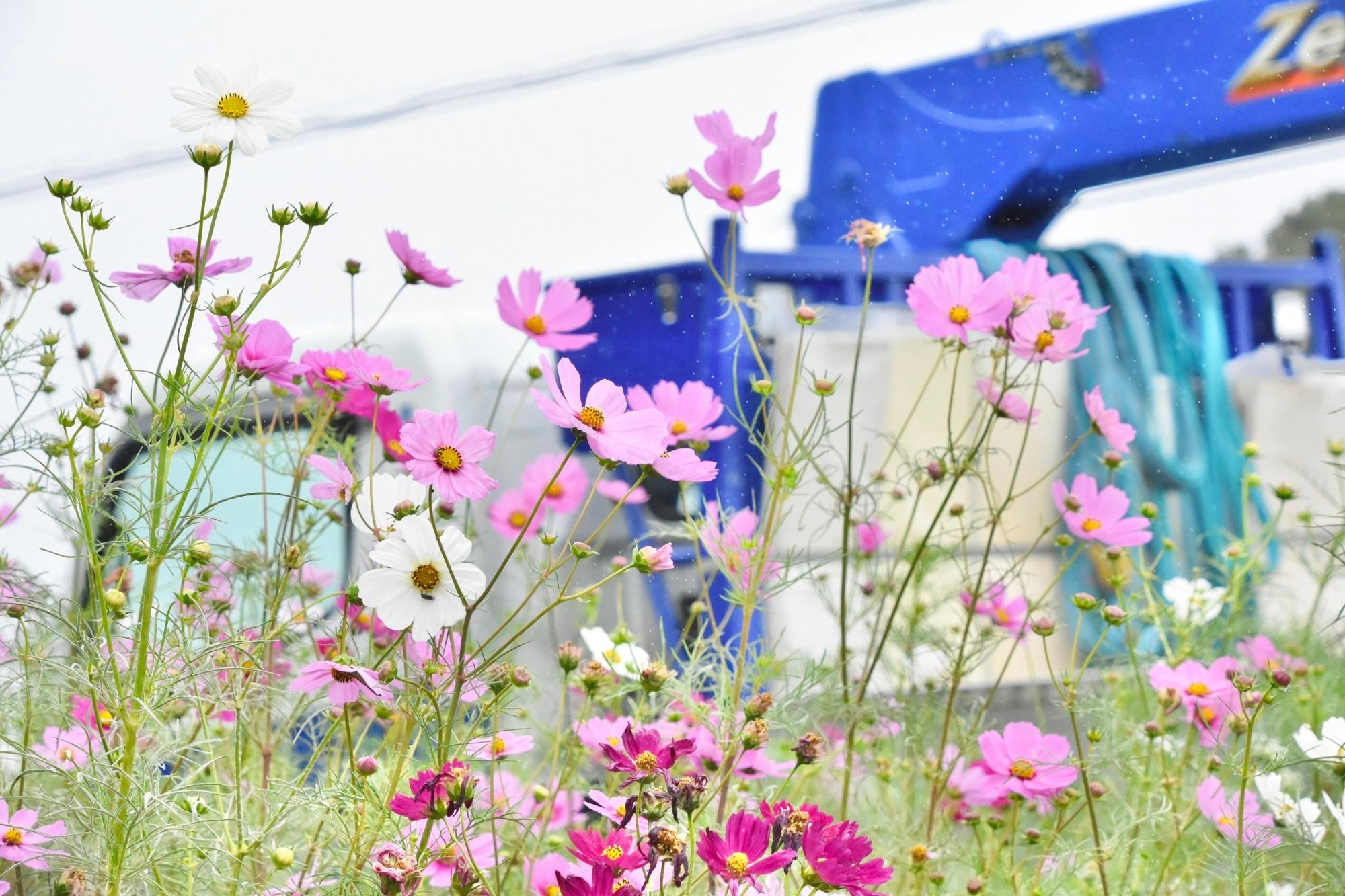 ドライバーの目にとまるであろうコスモス