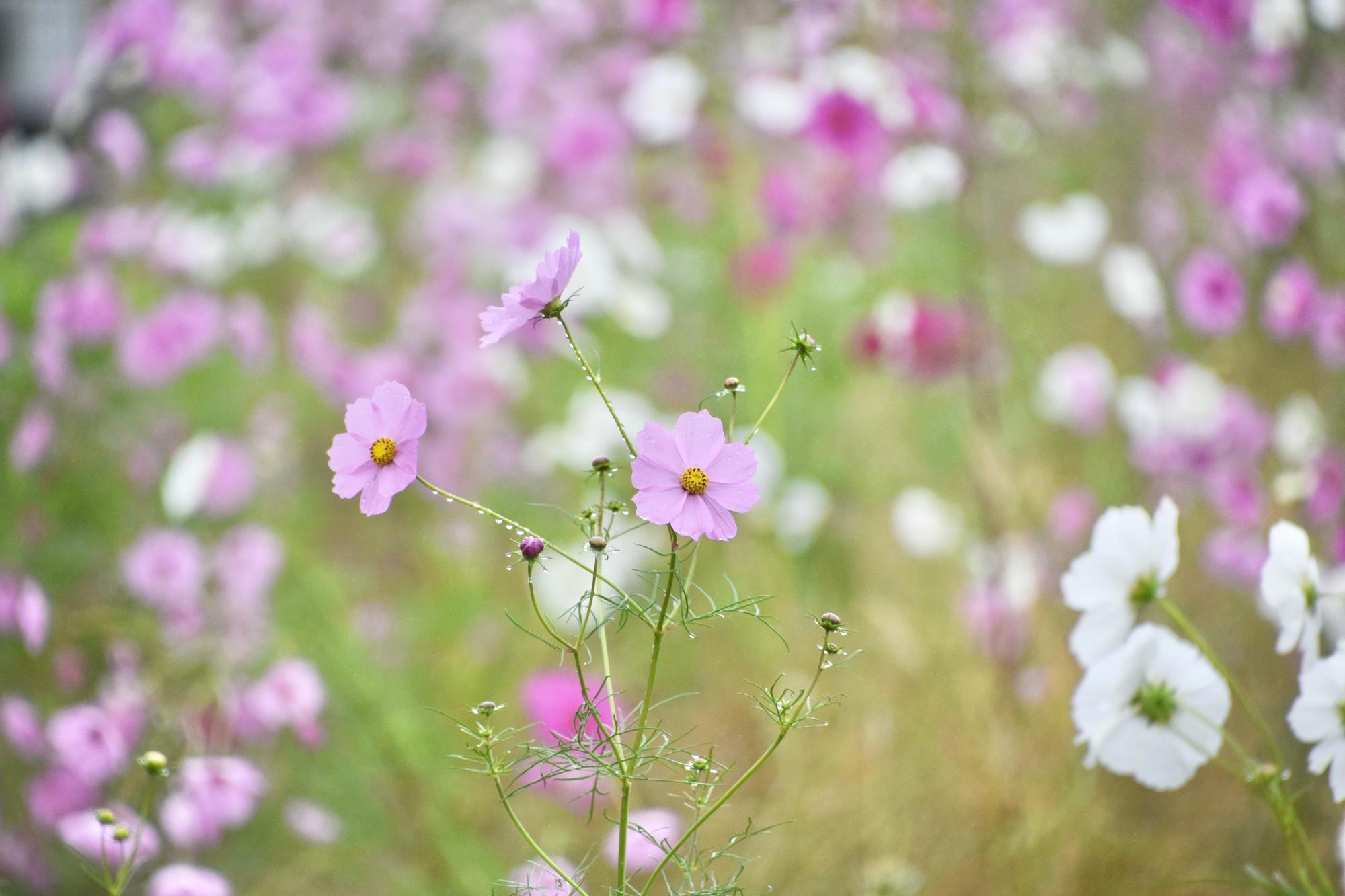 雨上がりでしずくがついたコスモス