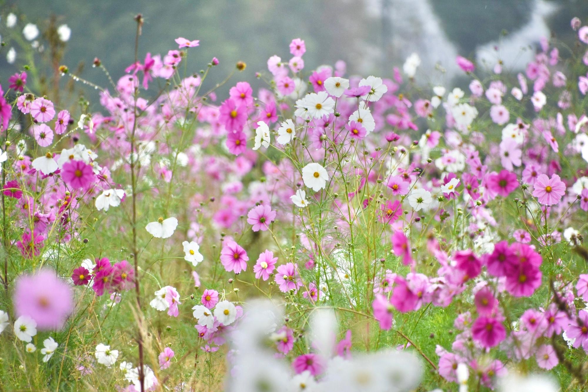 咲き誇る背の高いコスモス