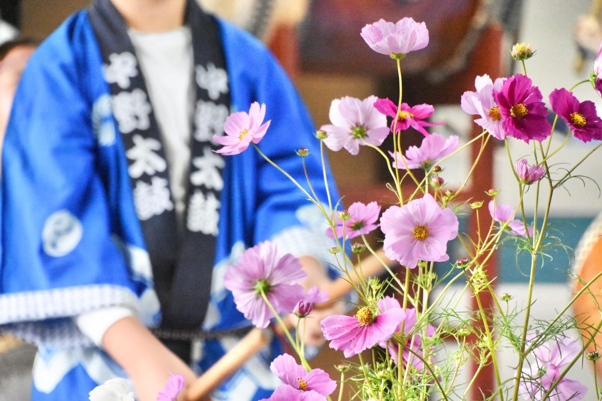コスモスと和太鼓奏者