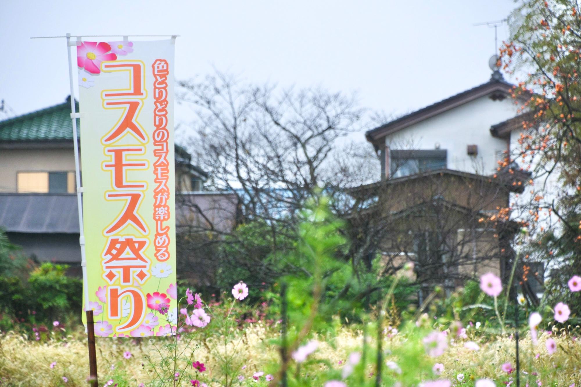 コスモス祭りののぼり旗とコスモス