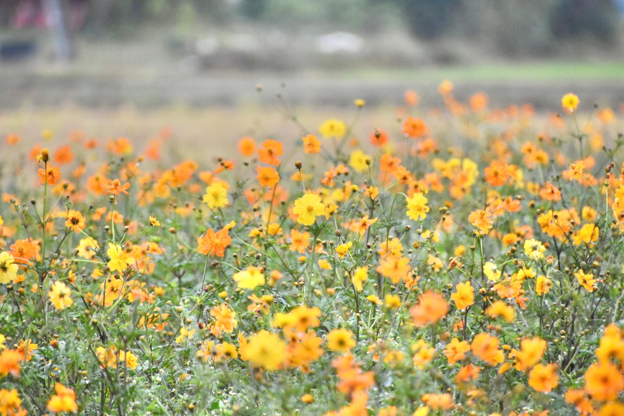 黄色とオレンジ色のコスモスがたくさん咲いている様子