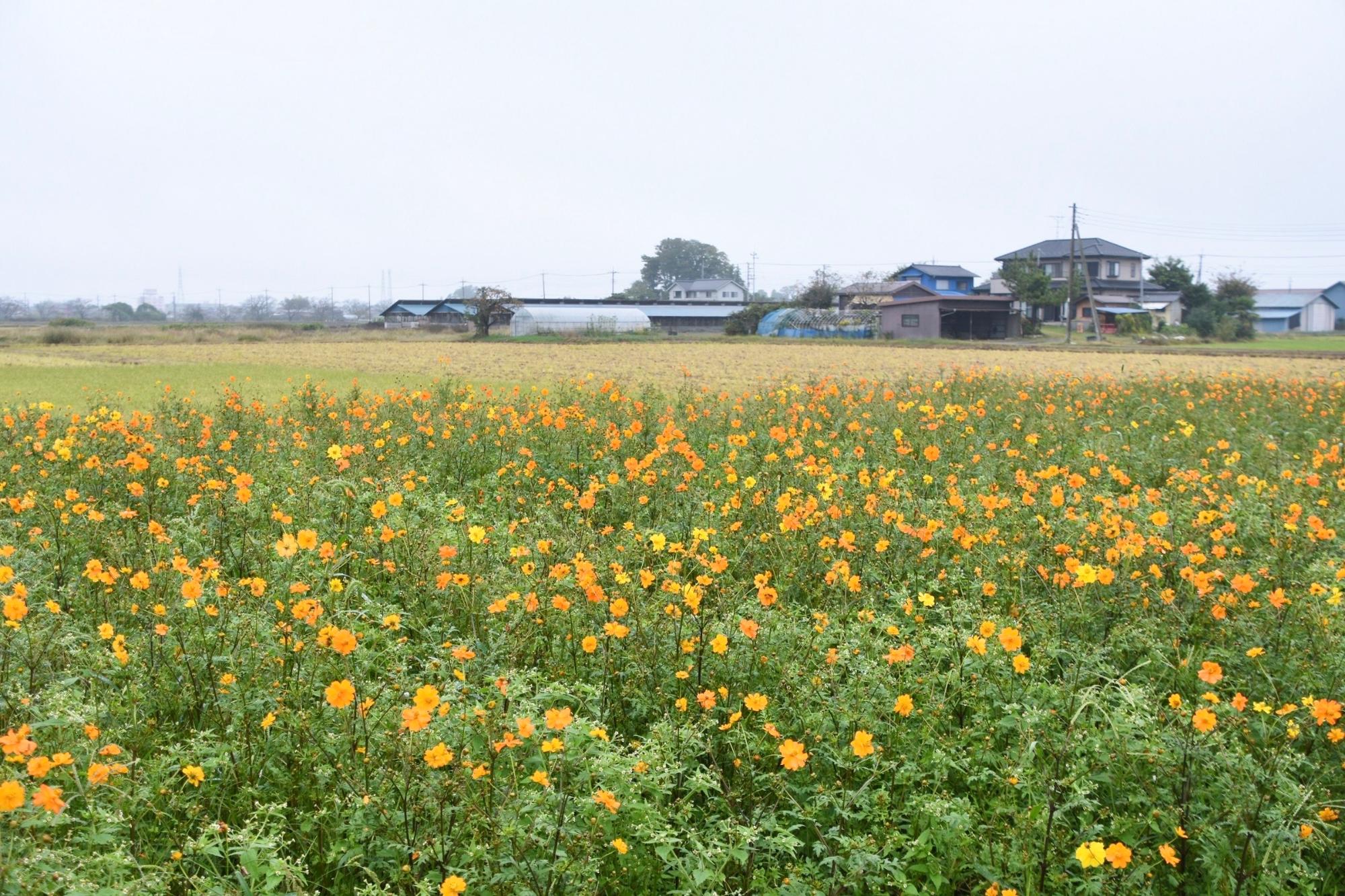 キバナコスモスの花畑