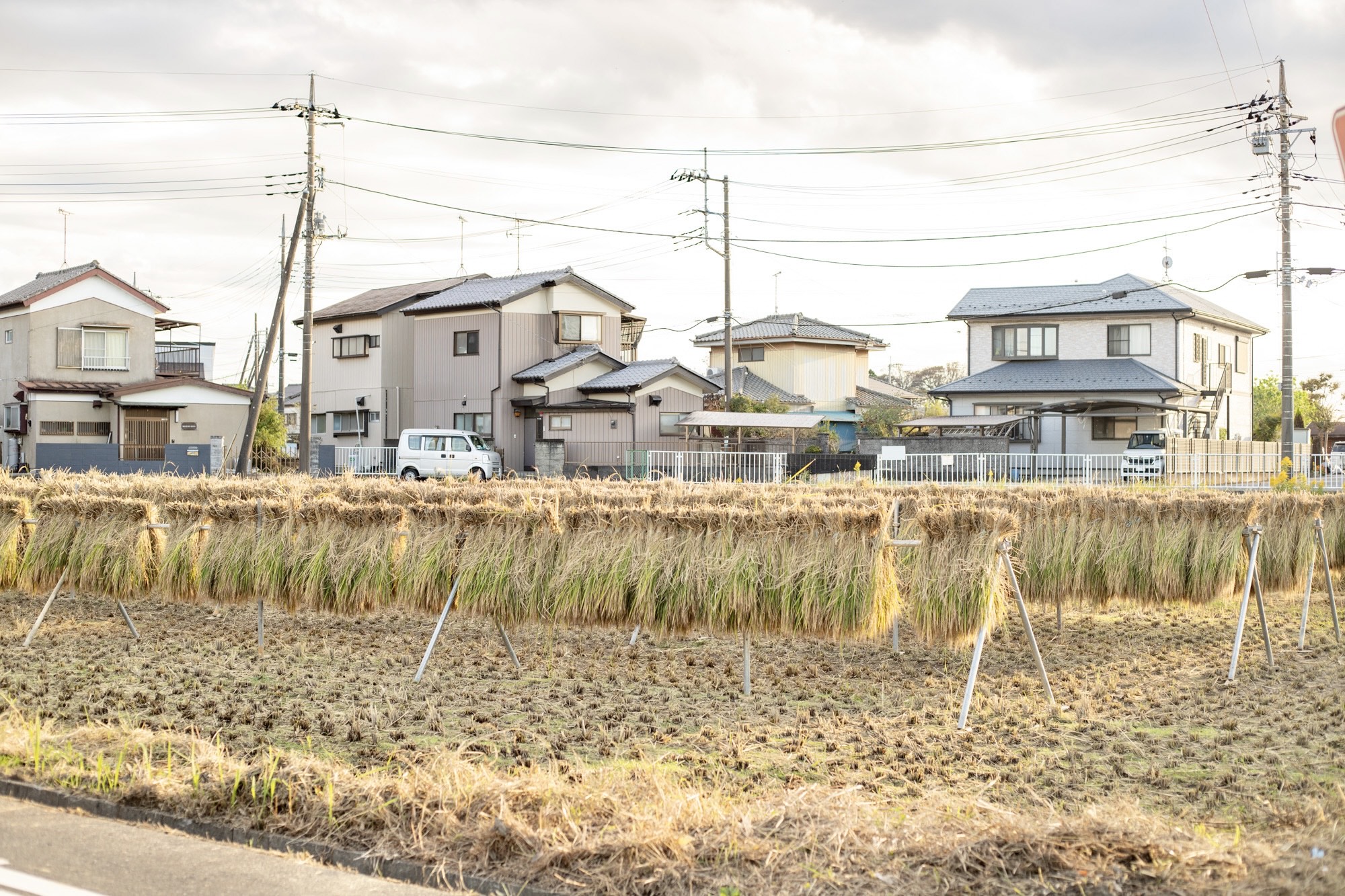 はさがけをした赤米が夕日で照らされている様子