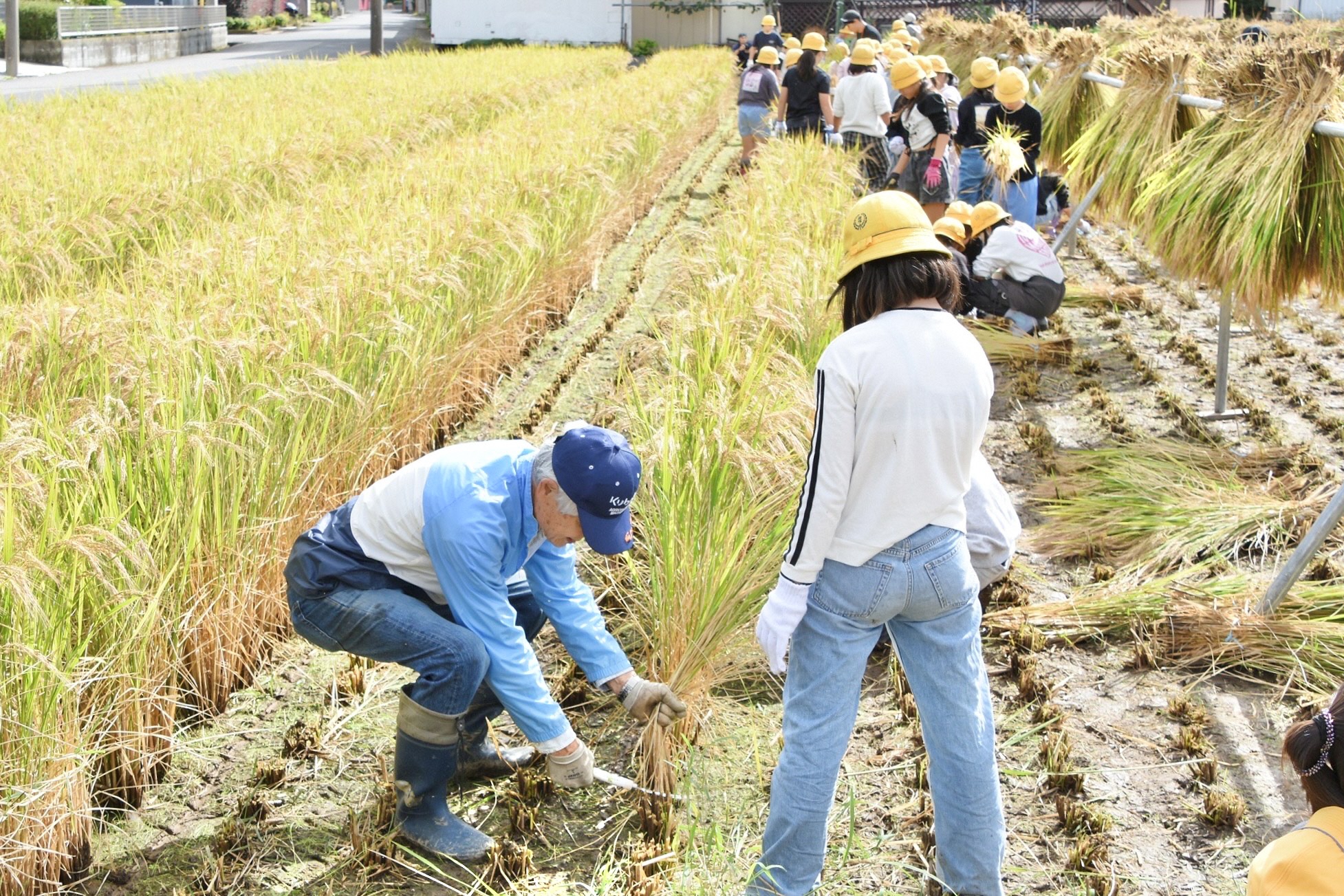 筒野さんによる稲刈りのお手本