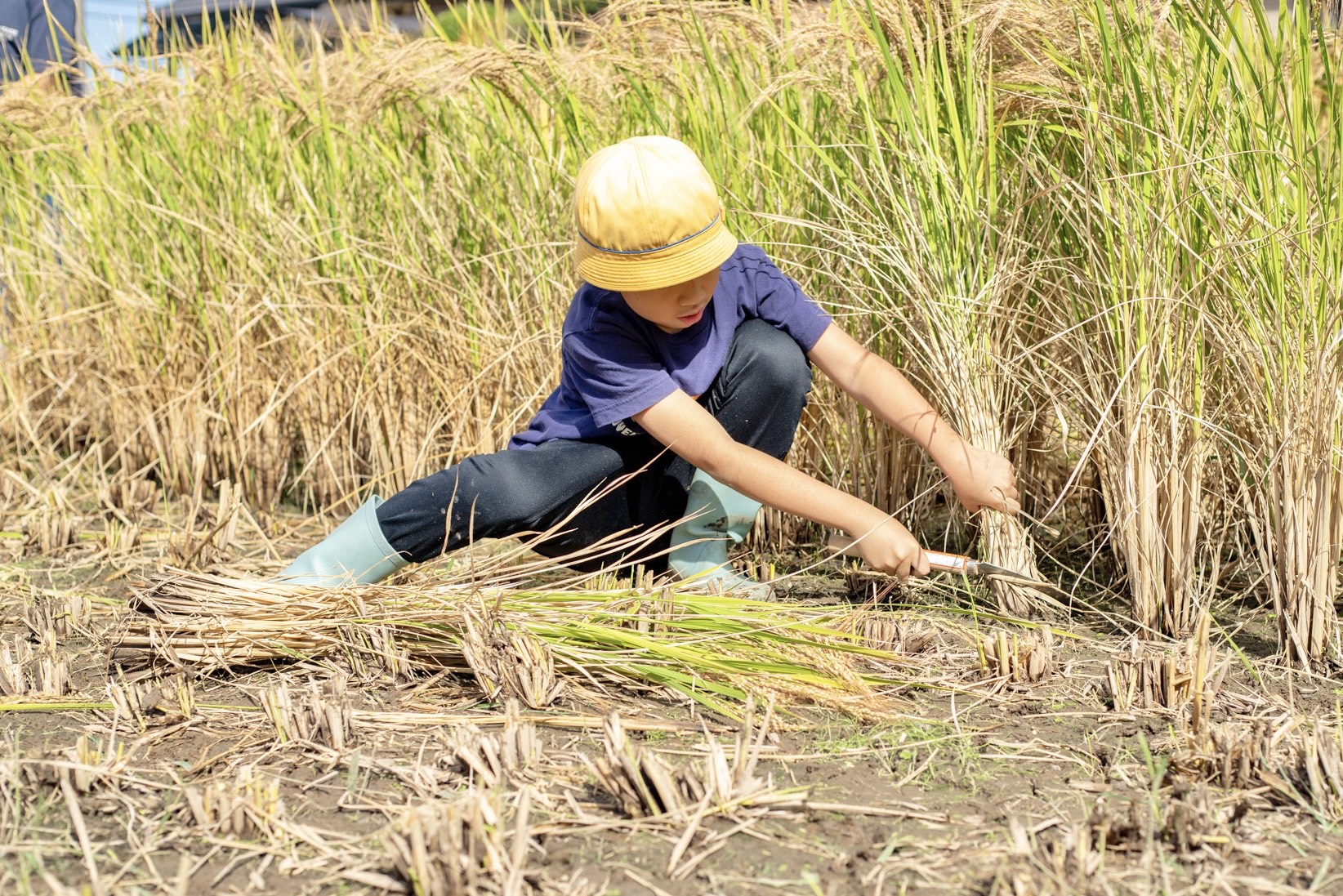 赤米の稲刈り体験