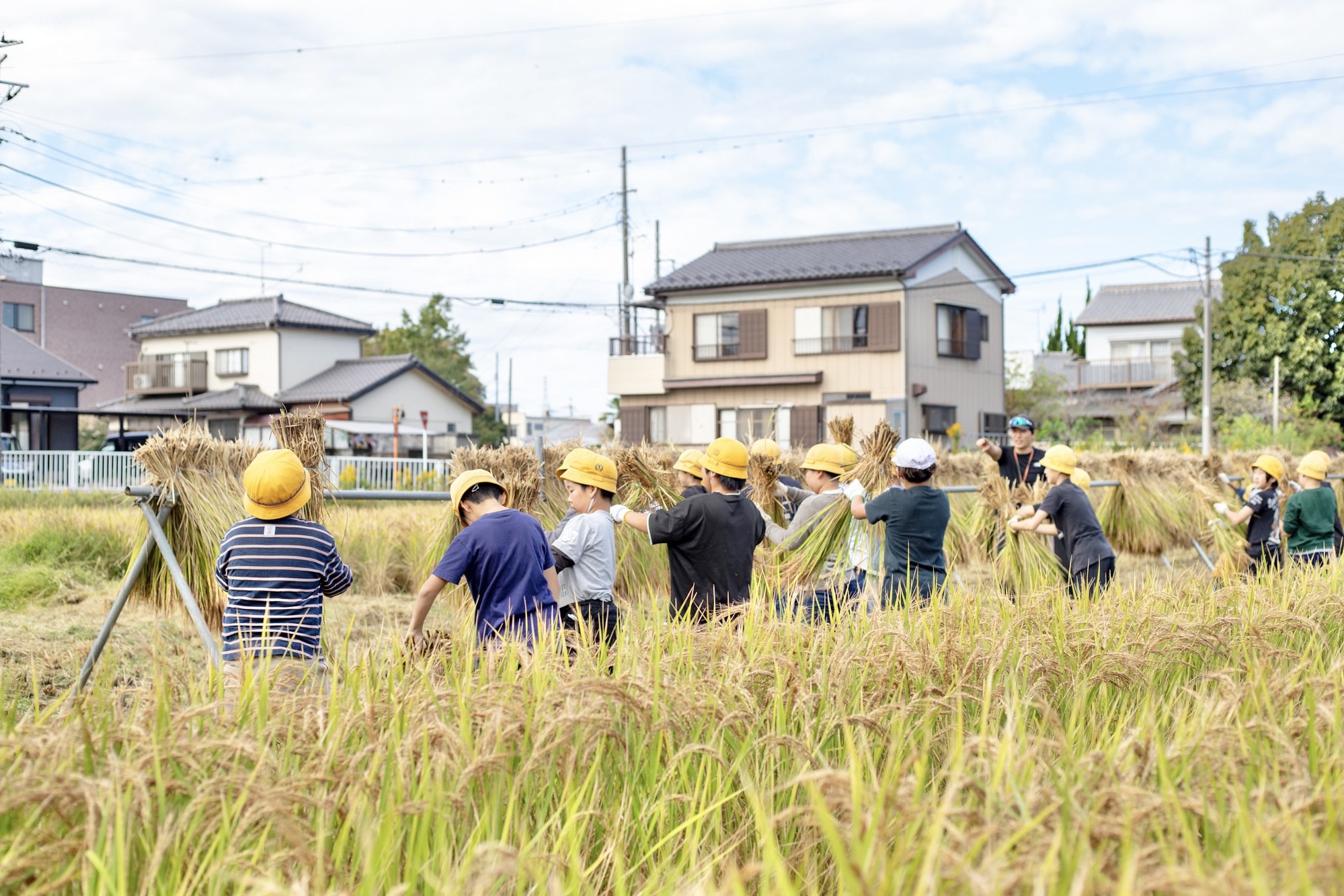 たくさんの稲がかけられ、鉄パイプが埋まっていく様子