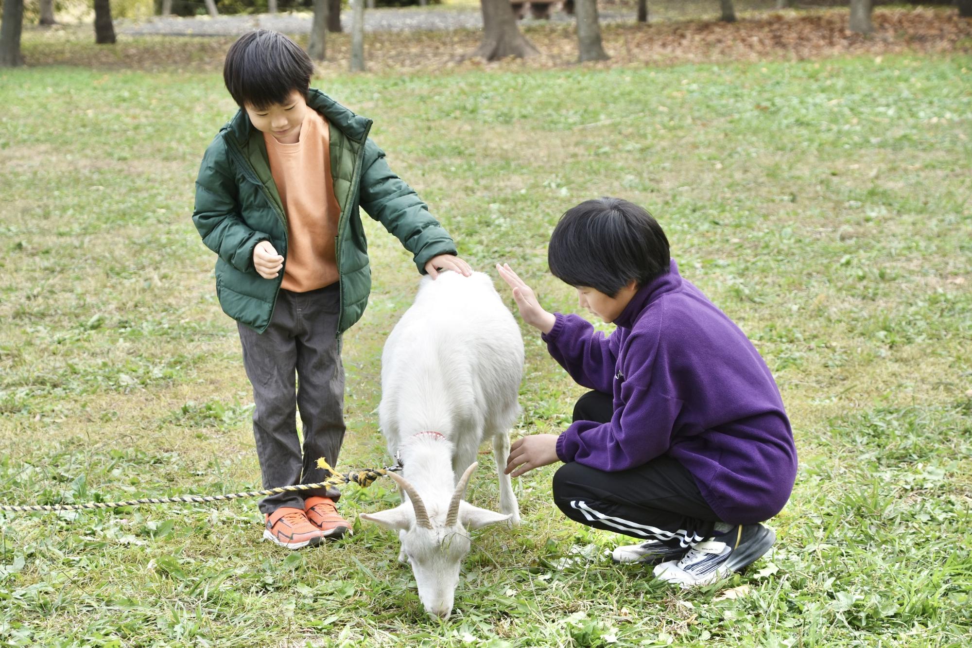 ふれあいコーナーのヤギ