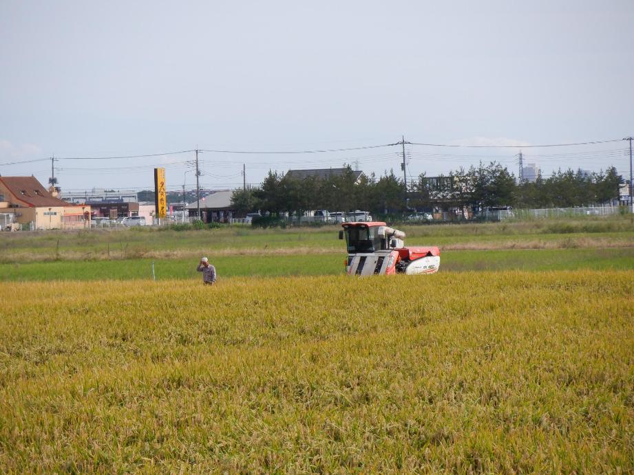 稲穂が実った田んぼとコンバインの写真