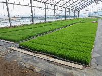 生育中の苗の写真