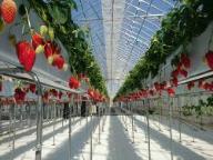 ビニールハウスの中で赤いイチゴの実が成っている写真