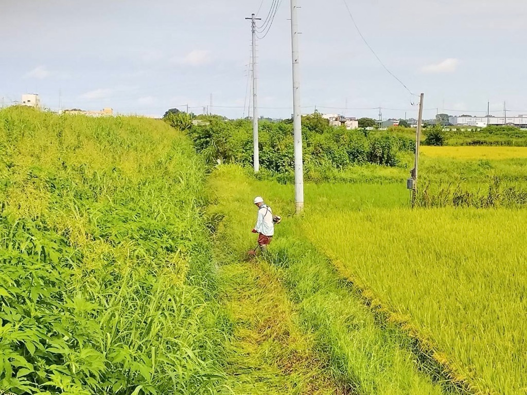 広範囲の雑草を刈り取る様子