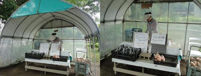 ビニールハウスで生産者が野菜カゴとホワイトボードが置かれた直売コーナーに立っている写真が、2枚並んでいる写真