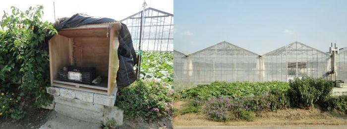 木目調の箱の中に野菜カゴが置かれた直売所と、ビニールハウスが並んでいる様子の写真が2枚並んでいる写真