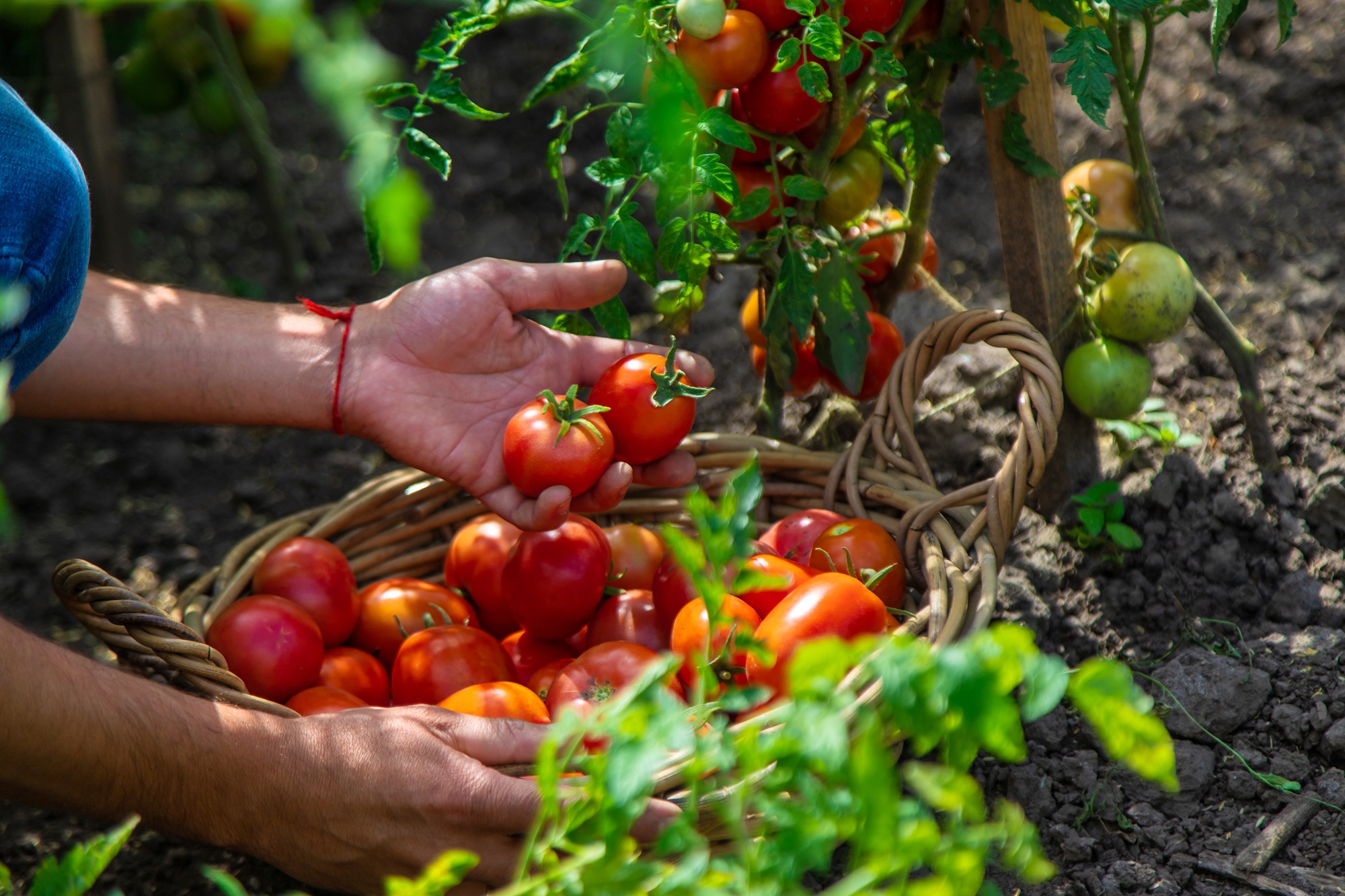 トマトを収穫する様子