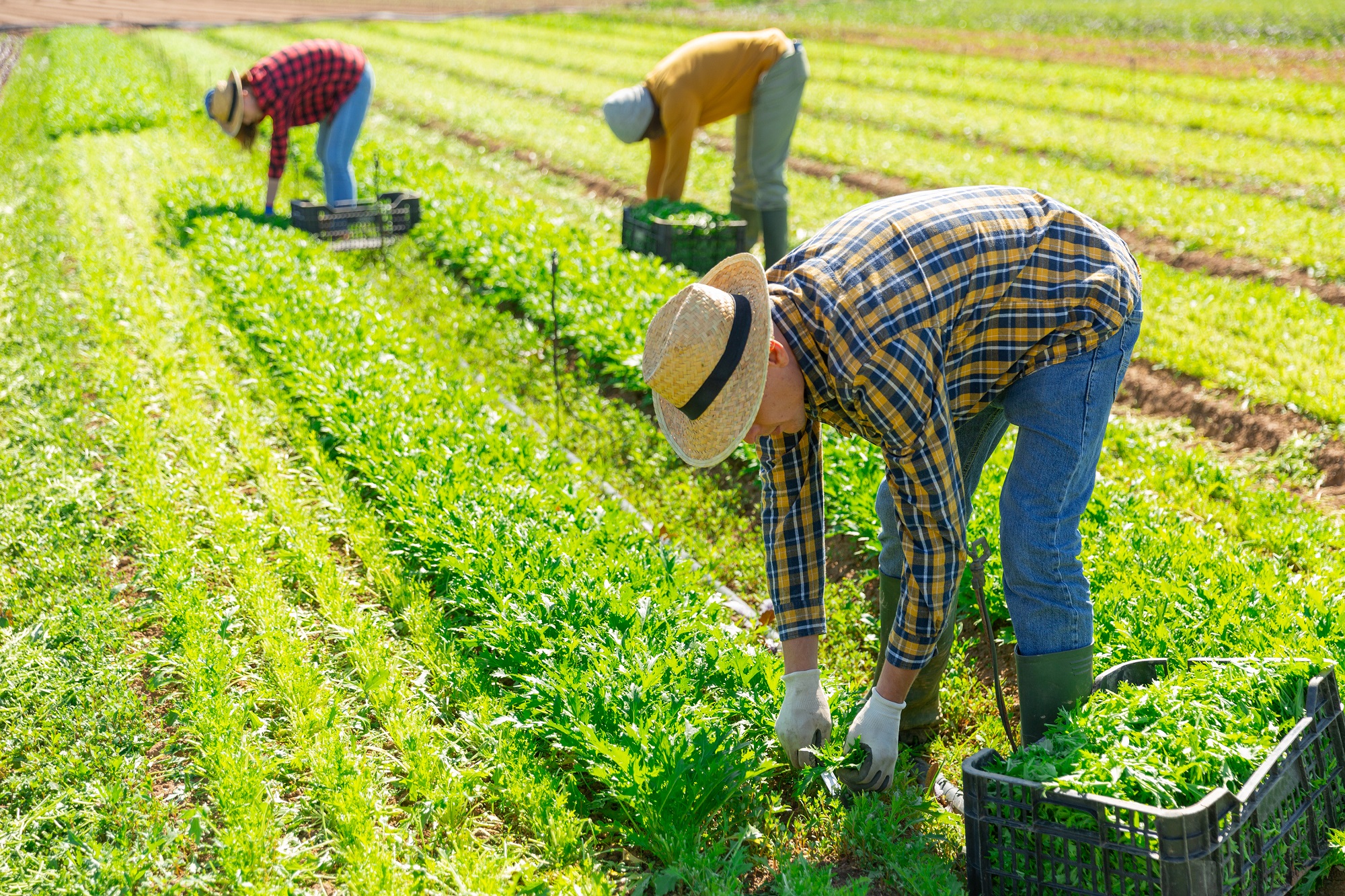 畑で収穫作業をする様子
