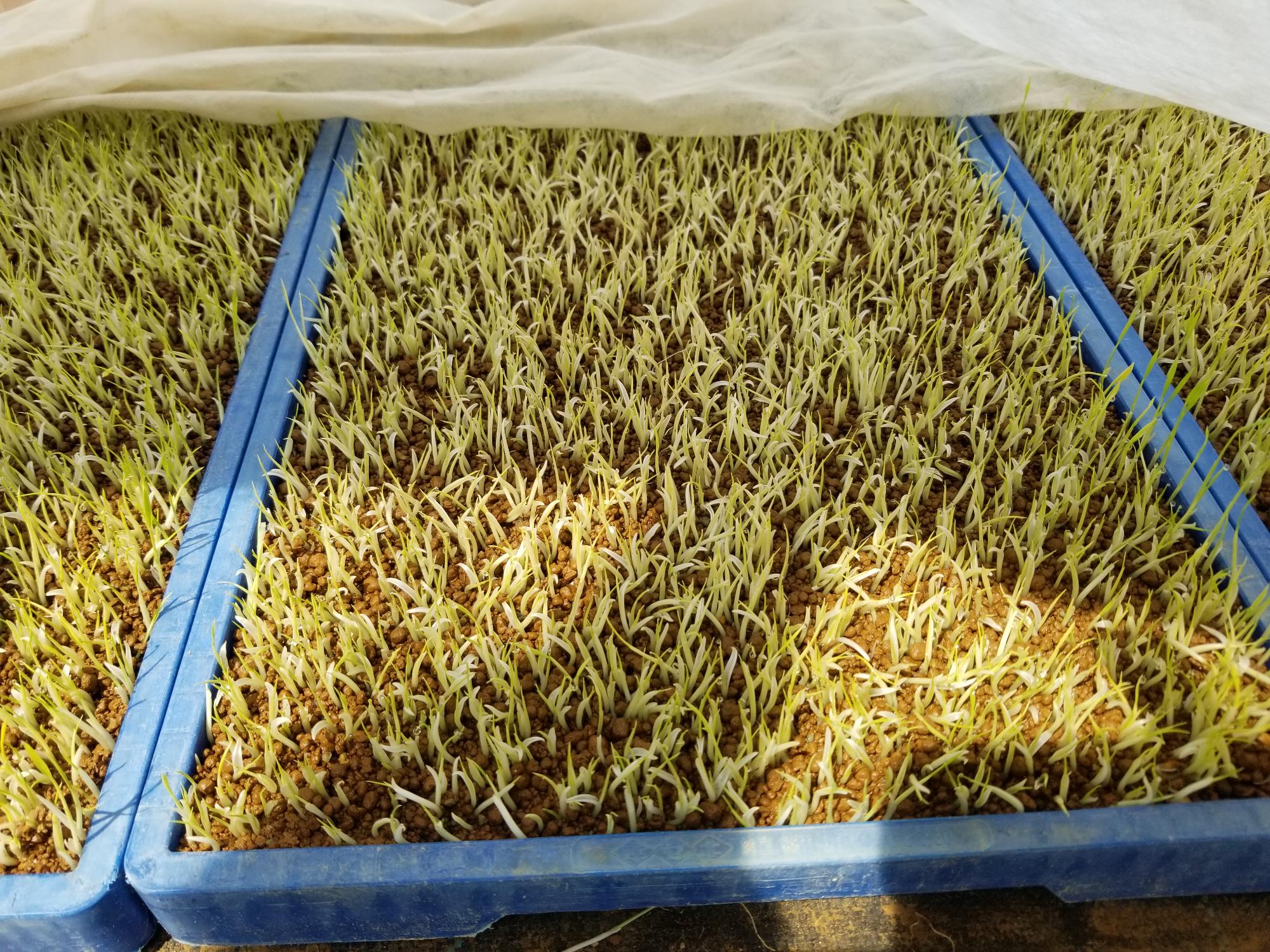 ハウス並べ・不織布外し