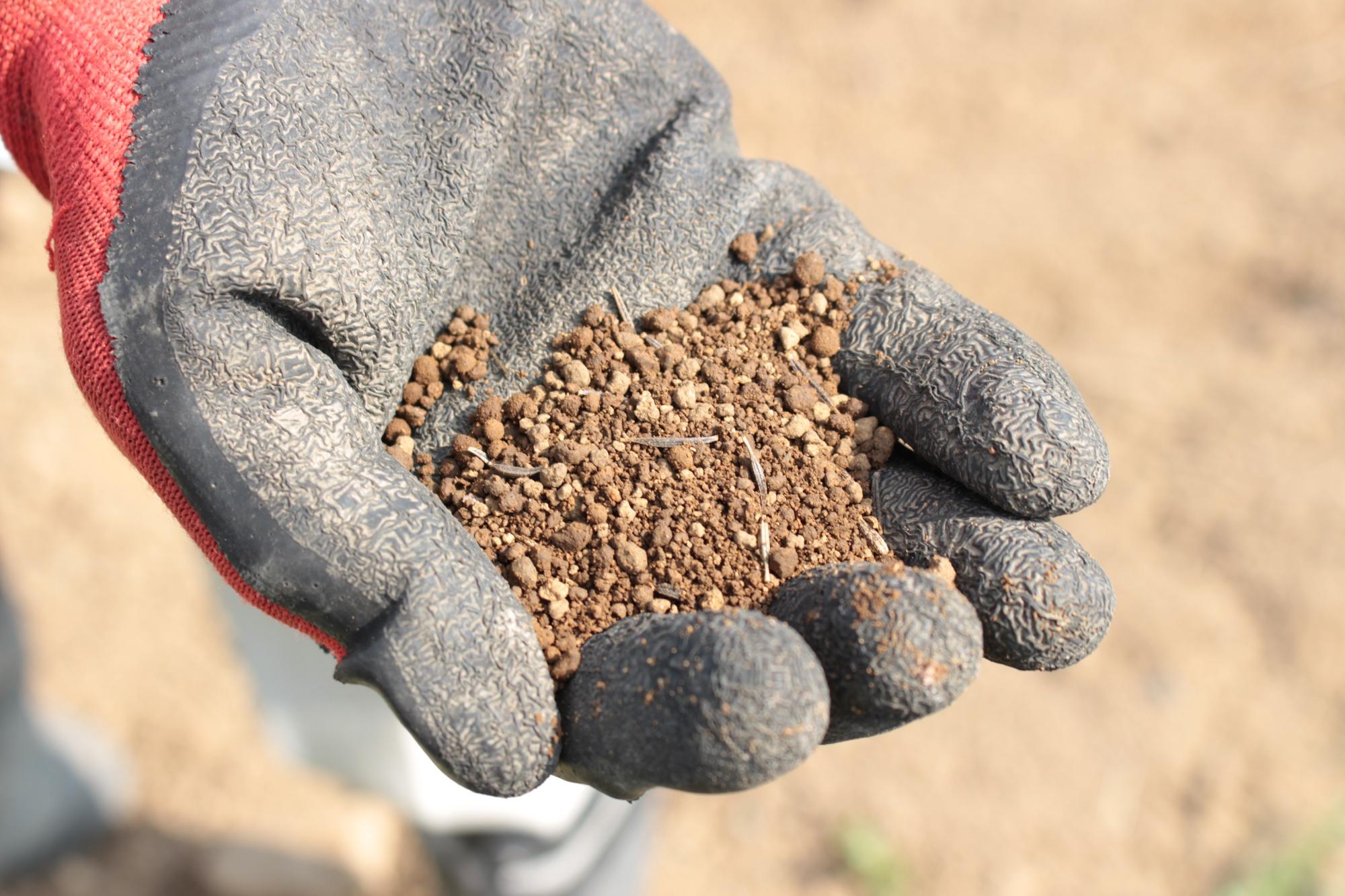 コスモスの種と土を混ぜたもの