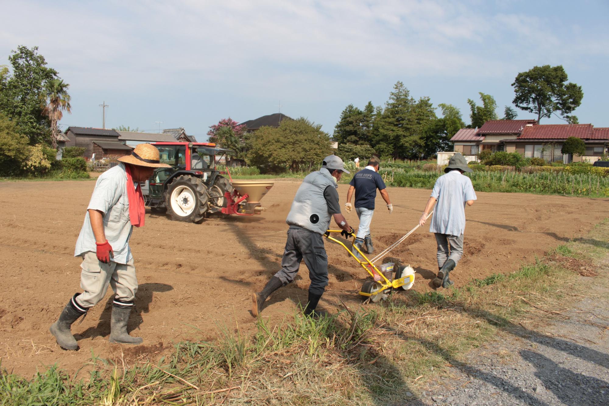 トラクターと人力でコスモスの種をまく様子
