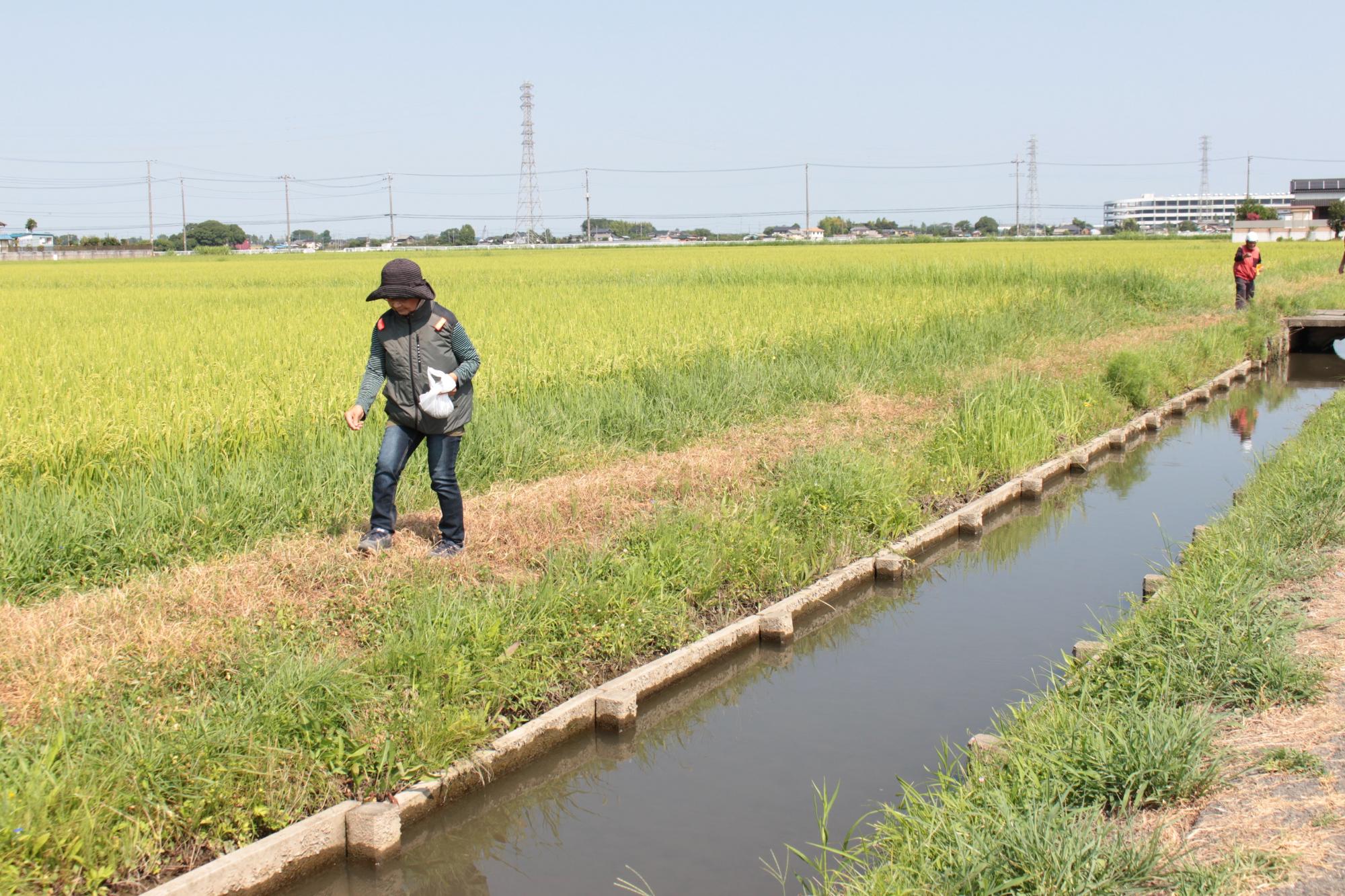 水路沿いにコスモスの種をまく様子