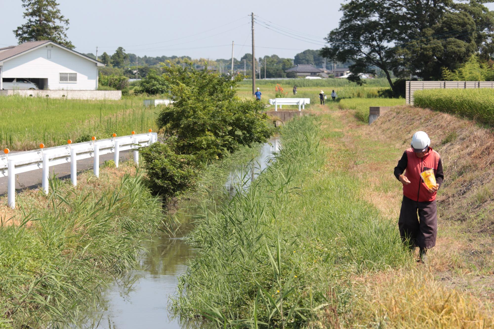 分担して水路沿いにコスモスの種をまく構成員