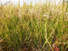 笑みたわわの稲