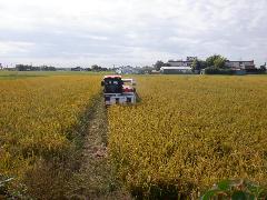 笑みたわわの稲刈り風景