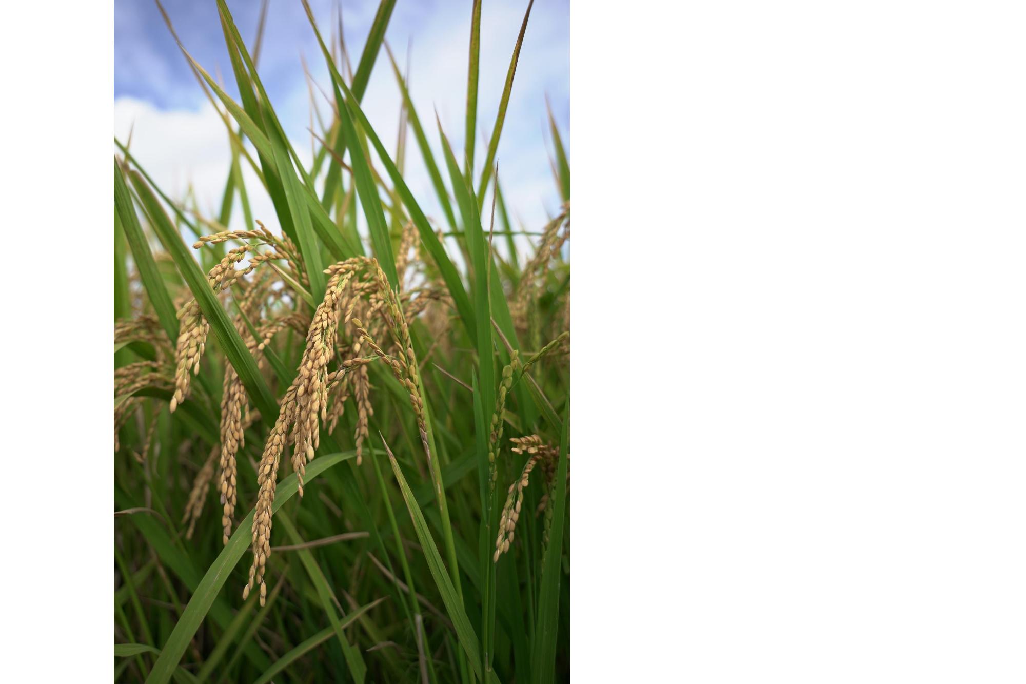 たわわに実る稲