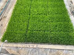 笑みたわわの苗