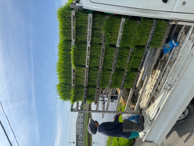 亜細亜のかおりの田植え風景