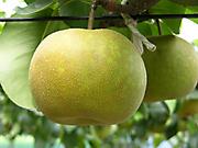 緑がかった色の大きな梨が、木に生っている写真