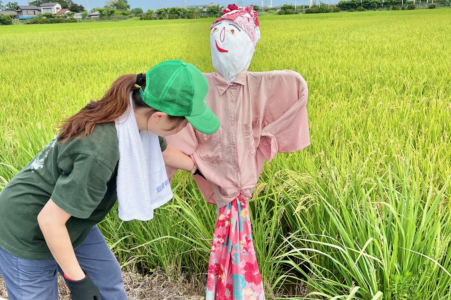 かかしを田んぼに設置する様子