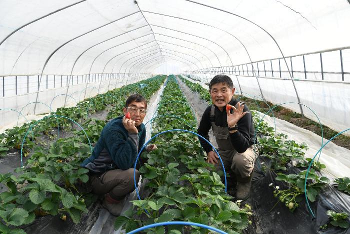 いちご収穫の様子