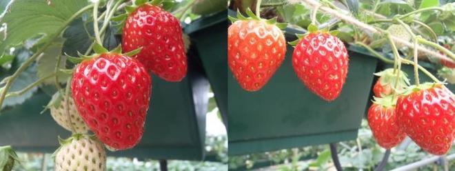 緑色のプランターでたわわに実るイチゴの写真が2枚並んでいる写真