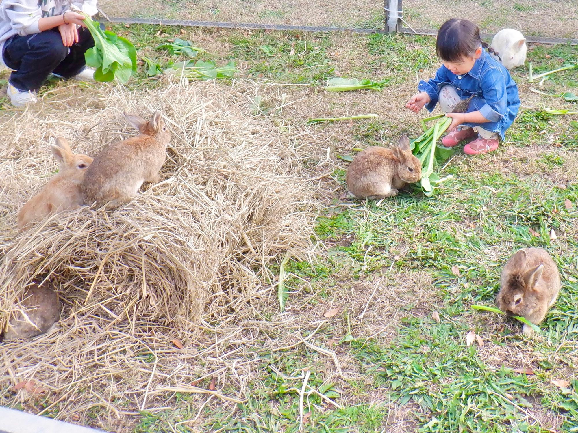 動物との触れ合いコーナー