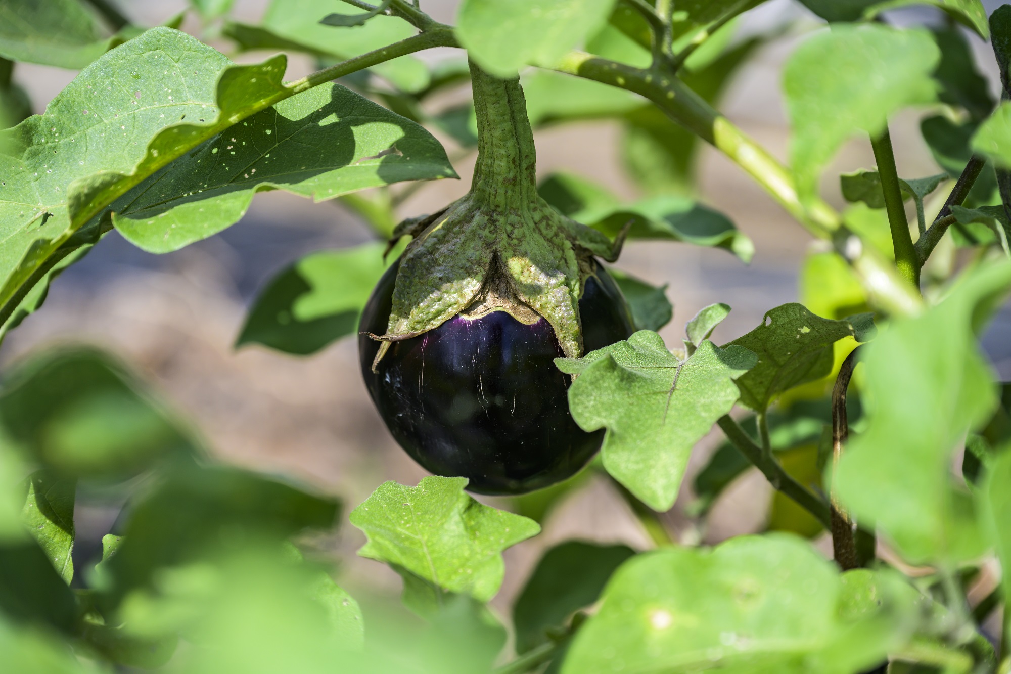 なすが実る様子