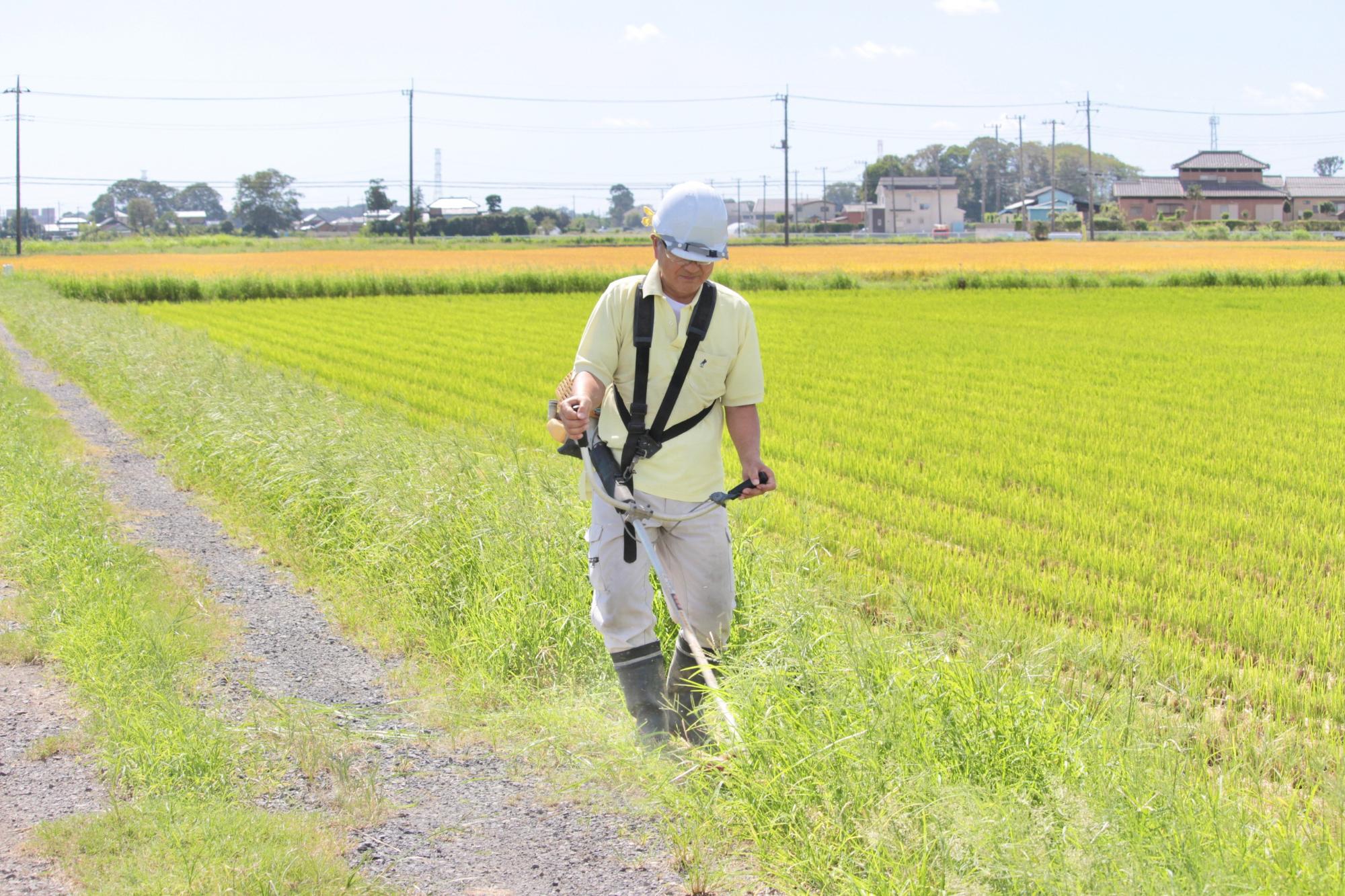 道路に伸びた草を刈る様子