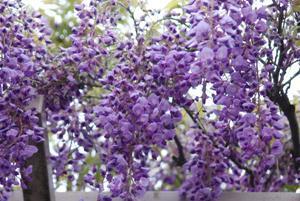 黒龍藤の花のアップの写真