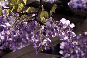 ムラサキカピタンの花のアップの写真