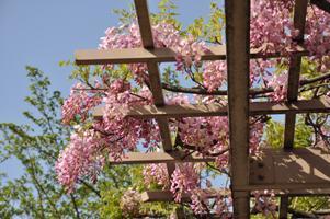 藤棚からはみ出したアカカピタンの花の写真