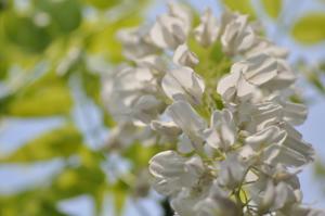 春日部市内にあるふじ通りに咲いた白長藤の小輪をアップで撮影した写真