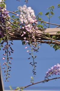 藤棚に咲く口紅藤の写真