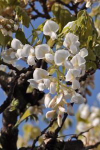 青空をバックにしたシロカピタンの花のアップの写真