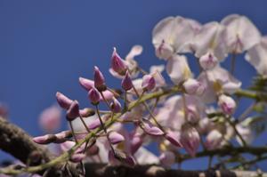 口紅藤の蕾のアップの写真