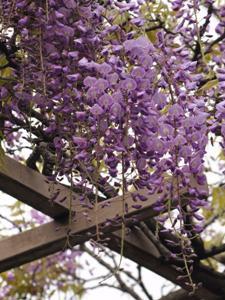 藤棚の下から見た黒龍藤の花のアップの写真