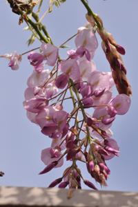 開花したアカカピタンのアップの写真