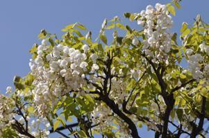 青空をバックにしたシロカピタンの花々の写真