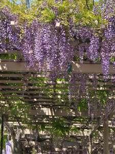 藤棚の下から見たたくさんの黒龍藤の花の写真