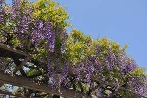藤棚の下から見る晴天と黒龍藤の写真